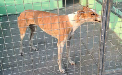 小辉煌 991001001728505