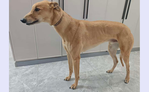 尼克斯歪嘴 900263004914454