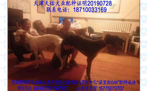 阿斯顿保罗X诺里斯白妞 NLHW 1603，990000001567657.jpg