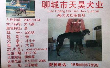 大飞燕 900215005131418