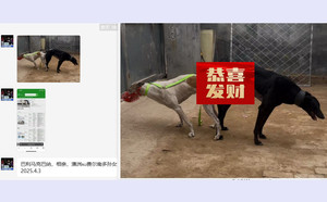 巴利马克巴纳X花头 900022092028755.jpg