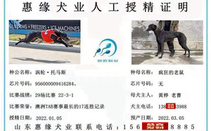 涡轮托马斯X疯狂的老鼠 900168801097702.jpg