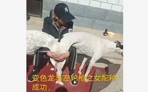 变色龙X小左轮 900115000696651.jpg
