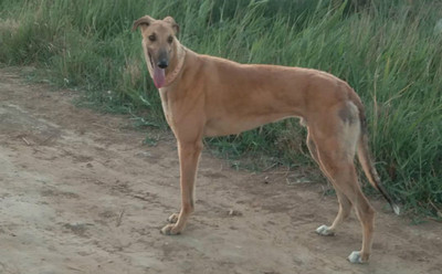 屠龙 J612D，156111110091649