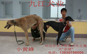 小黄蜂X肥猪.jpg