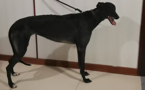 哈利公主 900255001742397
