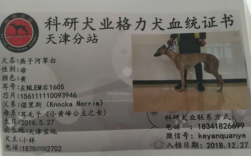 燕子河草白 156111110093946，NLEM1605