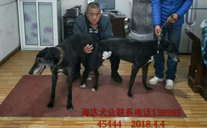 黑色幻想X待战 HSDGZ 1307Z，900250000176298.jpg