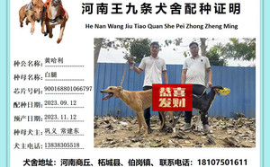 黄哈利X白腿 900168801066797，CXDD1907.jpg