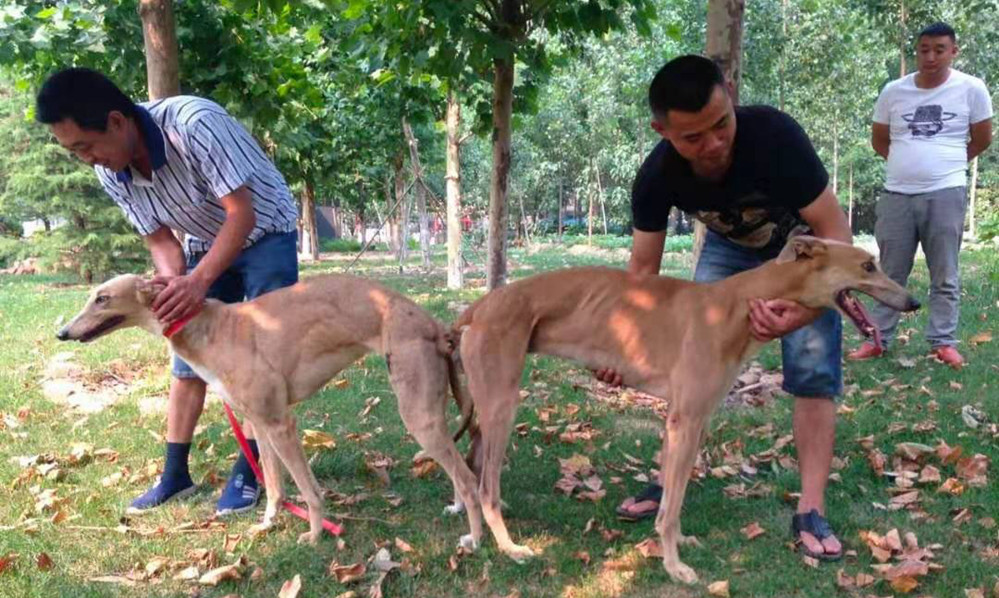 武强贾运涛的格力犬种母黄莺使用济宁刚子犬舍的格力犬种公萨莫拉配种