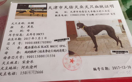 白腿 DBCY3，900018881702882