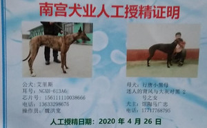艾里斯X行唐小黑母900115000989841.jpg
