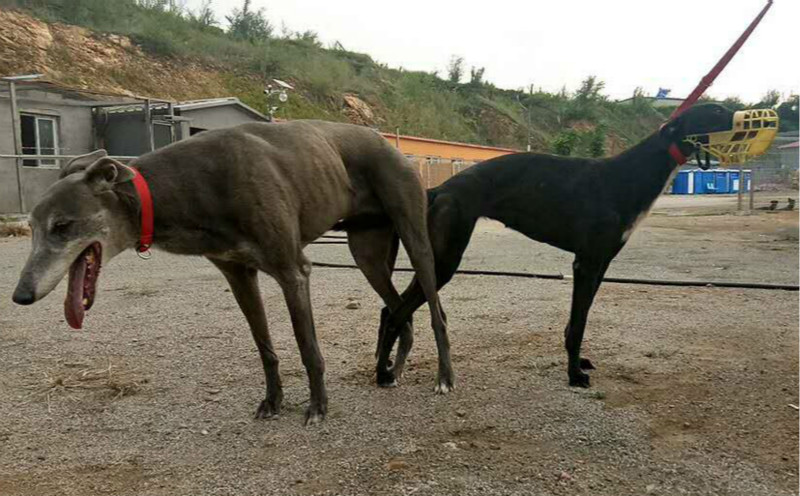 格力犬种公中华鲟图片