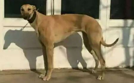 小琳达 941000015046939，LKLD 152A