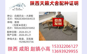 白尾巴尖大游轮X斯雨 900263002010492.jpg