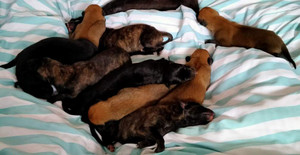 弹簧箭X魔法香菜 DBKC4，941000225080651.jpg