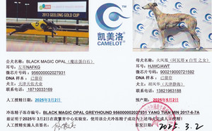 魔法蛋白石X火凤凰 900219000721592，HJWCAWT.jpg