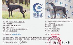 魔法雪碧X阿斯顿猎鹰 900155000039173，L1909.jpg