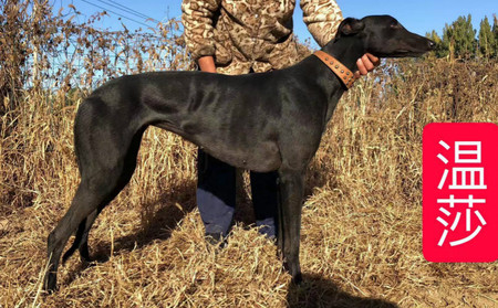 温莎 900111880081718，900005761104664