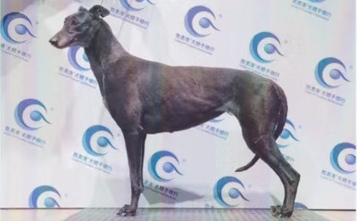 毛毛 988000001880211，J811C，156111110108404