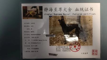 灰坦克 900000009293924