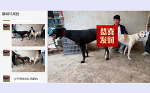 突击队员X花妮900022050090736.jpg