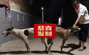 顶蜂X小狸子 900263000987395，ALS2110M.jpg