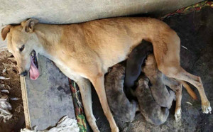 泰格X踏雪仔 JSTX 51C.jpg