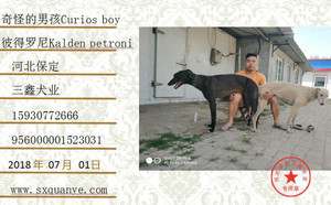 奇怪的男孩X彼得罗尼 Kalden Petroni，956000001523031，649 WBA.jpg
