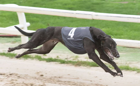 布莱克标准 Droopys Standard，977200009996939，XBAXE