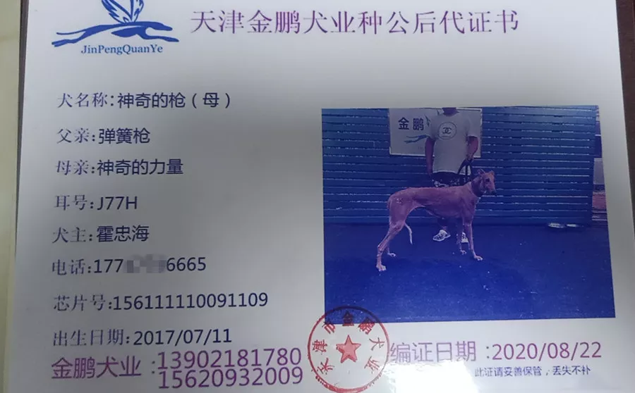 格力犬血统证书图片