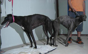 灿烂的背风X鲨鱼 Historicity，14F 8441.jpg