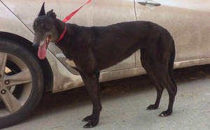 幻觉凯蒂 900155000037116.jpg