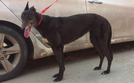 幻觉凯蒂 900155000037116