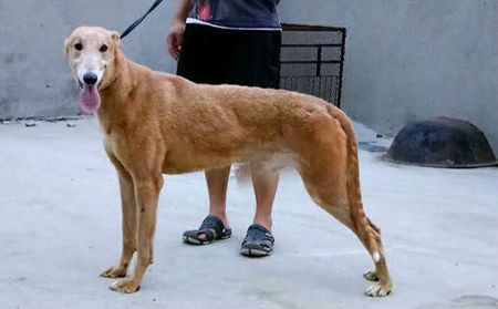 格力犬yy