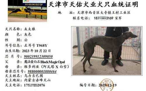 灰太狼 900239912309050，T968Y