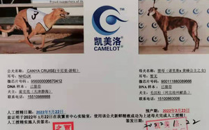 卡尼亚游轮X狸母 900111880089666.jpg