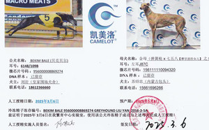 贝克贝尔X金母 156111110094320，J87C.jpg
