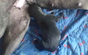 大卫李X哈利露娜 900263002311000.jpg