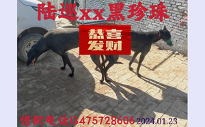 陆巡X黑珍珠 900155000039442.jpg