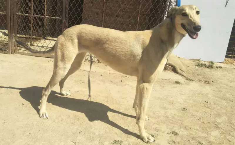 黄金塔 dbhx2,515000187032461 - 格力犬yy网手机版--格力犬血统查询