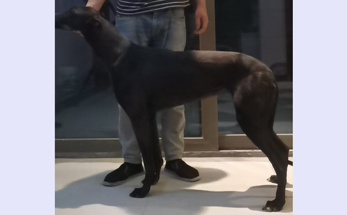 黑狐 900219000992914