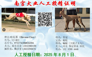 哈瓦那X皇冠 990000006148013.jpg