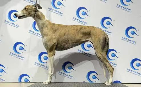 奇怪宝石 988000001880395