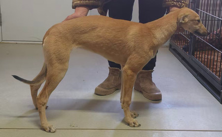 公主 900020180401947