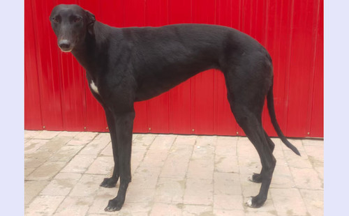 奇怪的尼克 990000010039302