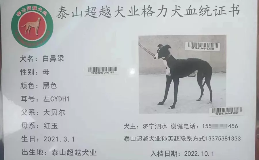 格力犬血统证书图片