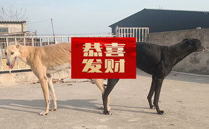 可怕的幻想X黑豆 900215000445615.jpg