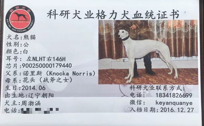 格力犬血统证书图片