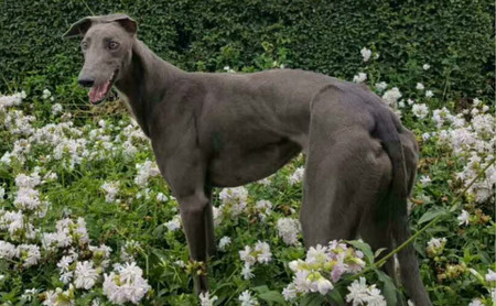 蓝宝 156111110076900